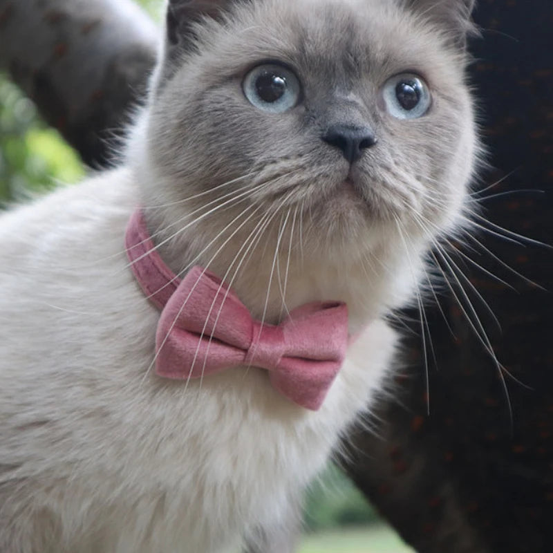 Velvet Collar with Bell