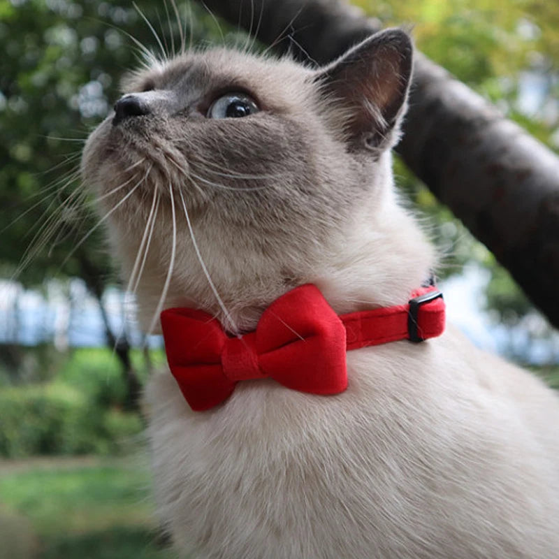 Velvet Collar with Bell