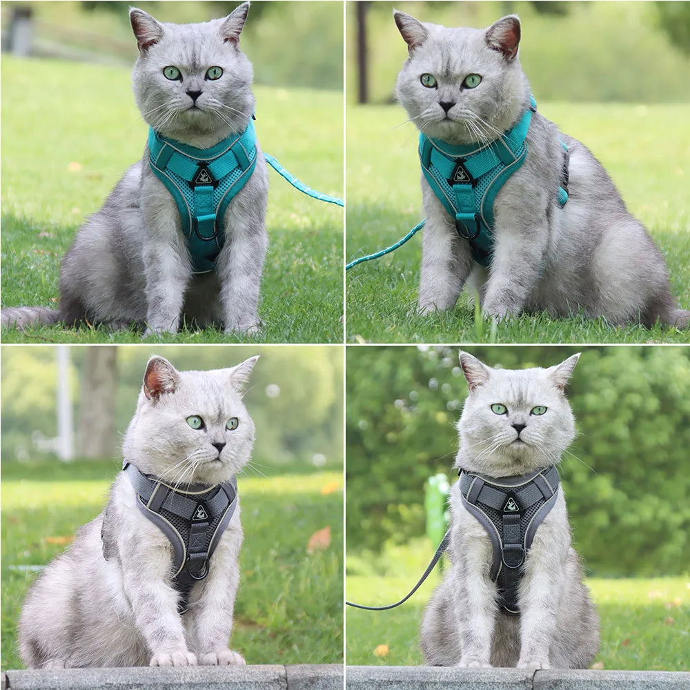 Traction Leash Set